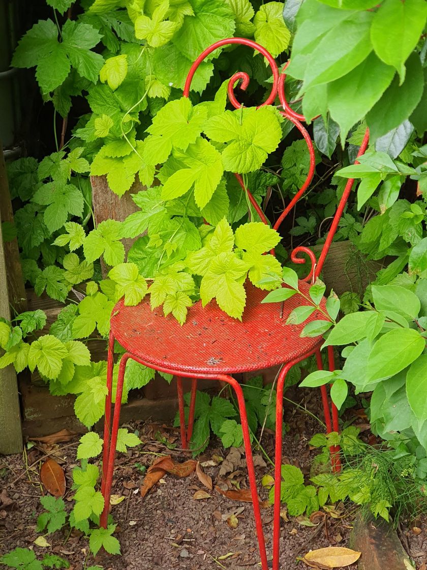 Une chaise de jardin rouge en fer forgé, envahie par des feuilles de houblon.
