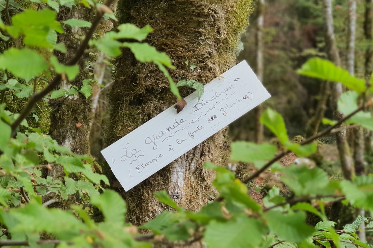 Dans un sous-bois, une pancarte écrite à la main, fixée à un tronc couvert de mousse : « La grande Diaclase ».